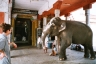 Im Tempel sich für wenige Rupies vom Tempelelefanten segnen lassen